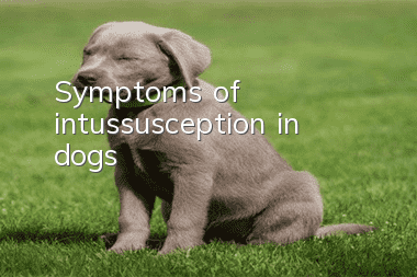 Symptoms of intussusception in dogs