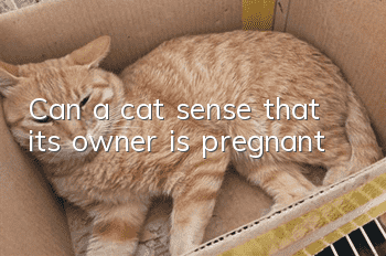 Can a cat sense that its owner is pregnant?