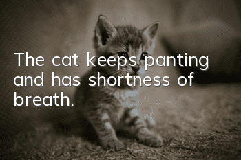 The cat keeps panting and has shortness of breath.
