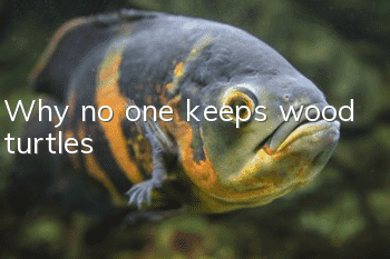 Why no one keeps wood turtles?