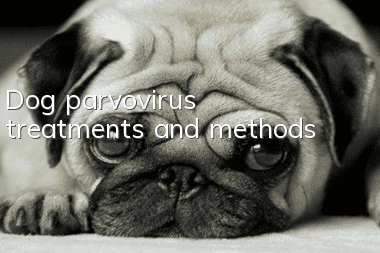 Dog parvovirus treatments and methods