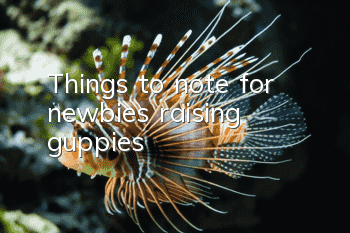 Things to note for newbies raising guppies