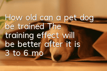How old can a pet dog be trained? The training effect will be better after it is 3 to 6 months old!