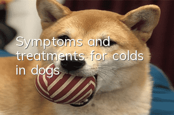 Symptoms and treatments for colds in dogs