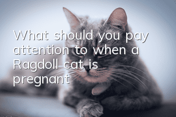 What should you pay attention to when a Ragdoll cat is pregnant?