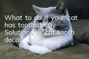 What to do if your cat has tooth decay? Solutions to cat tooth decay
