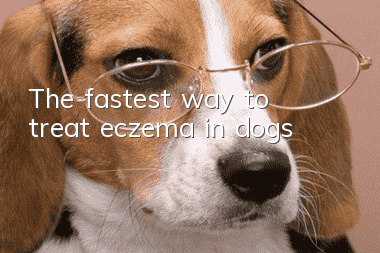 The fastest way to treat eczema in dogs