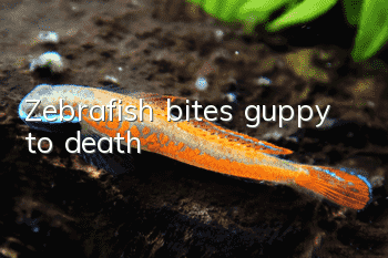 Zebrafish bites guppy to death