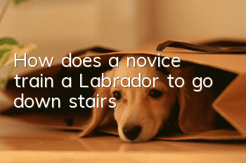 How does a novice train a Labrador to go down stairs?