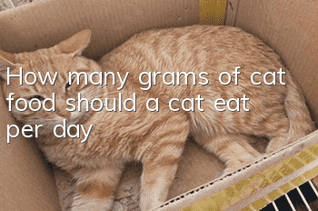 How many grams of cat food should a cat eat per day?
