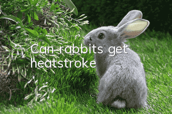 Can rabbits get heatstroke?