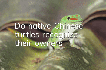 Do native Chinese turtles recognize their owners?