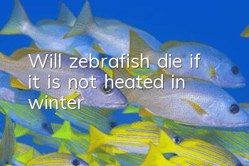 Will zebrafish die if it is not heated in winter?