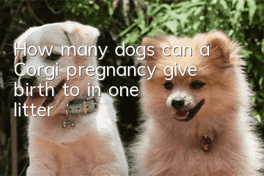 How many dogs can a Corgi pregnancy give birth to in one litter?