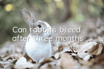 Can rabbits breed after three months?