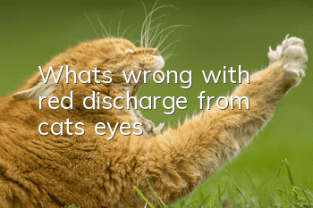 What’s wrong with red discharge from cat’s eyes?