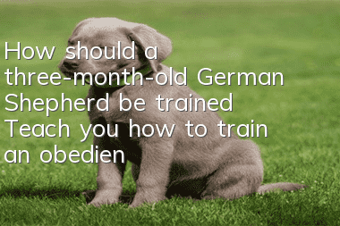 How should a three-month-old German Shepherd be trained? Teach you how to train an obedient German Shepherd!