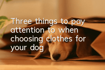 Three things to pay attention to when choosing clothes for your dog
