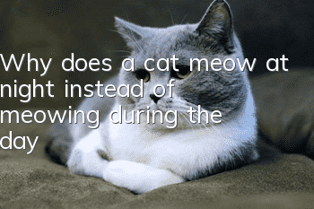 Why does a cat meow at night instead of meowing during the day?
