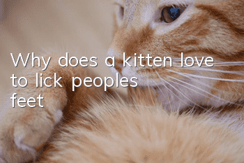 Why does a kitten love to lick people's feet?