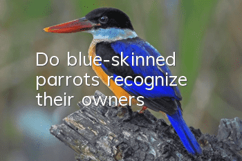Do blue-skinned parrots recognize their owners?