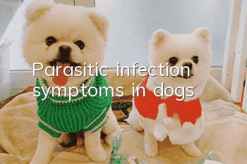 Parasitic infection symptoms in dogs