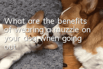 What are the benefits of wearing a muzzle on your dog when going out?