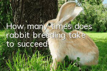How many times does rabbit breeding take to succeed?
