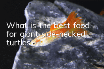 What is the best food for giant side-necked turtles?