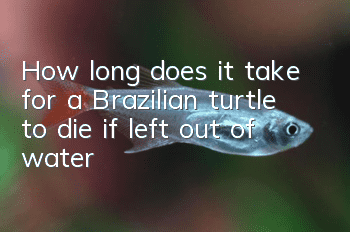 How long does it take for a Brazilian turtle to die if left out of water?
