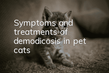 Symptoms and treatments of demodicosis in pet cats