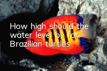 How high should the water level be for Brazilian turtles?