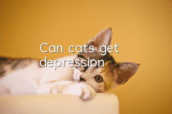 Can cats get depression?