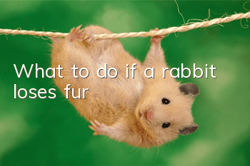 What to do if a rabbit loses fur