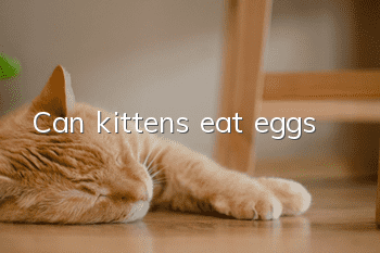 Can kittens eat eggs?