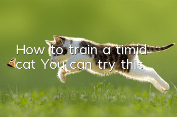 How to train a timid cat? You can try this!