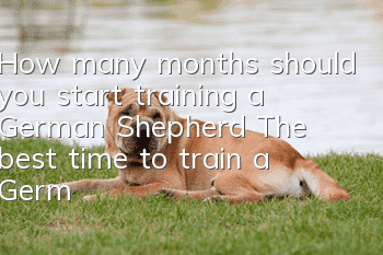 How many months should you start training a German Shepherd? The best time to train a German Shepherd!