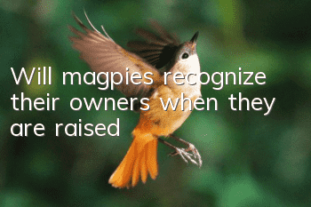 Will magpies recognize their owners when they are raised?