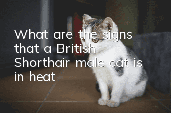 What are the signs that a British Shorthair male cat is in heat?