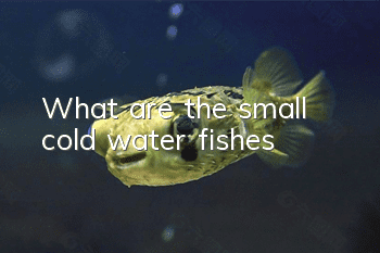 What are the small cold water fishes?