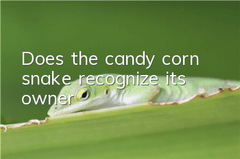 Does the candy corn snake recognize its owner?