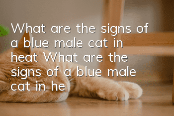 What are the signs of a blue male cat in heat? What are the signs of a blue male cat in heat?