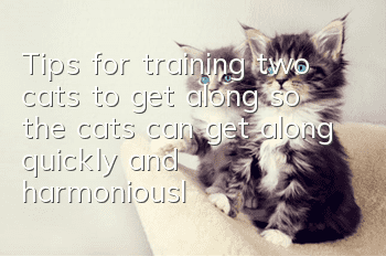 Tips for training two cats to get along, so the cats can get along quickly and harmoniously!