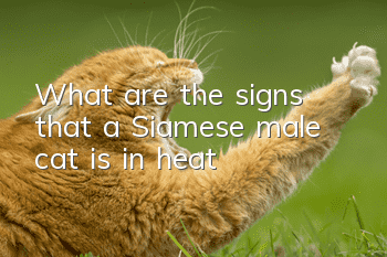 What are the signs that a Siamese male cat is in heat?