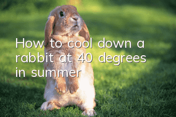 How to cool down a rabbit at 40 degrees in summer