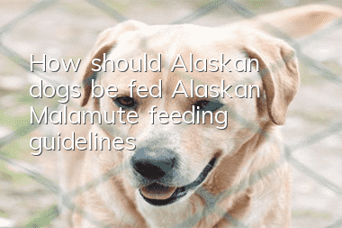 How should Alaskan dogs be fed? Alaskan Malamute feeding guidelines!