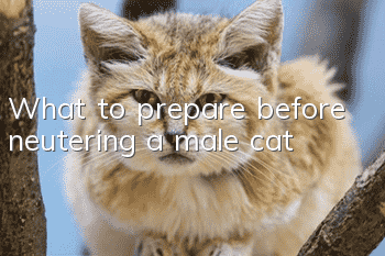 What to prepare before neutering a male cat?