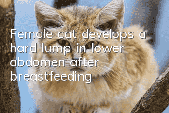 Female cat develops a hard lump in lower abdomen after breastfeeding