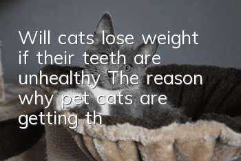 Will cats lose weight if their teeth are unhealthy? The reason why pet cats are getting thinner and thinner!