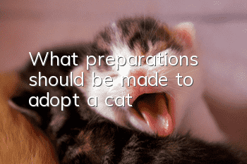 What preparations should be made to adopt a cat?